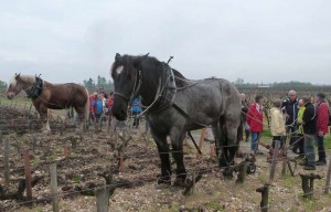 chevaux